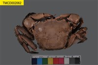 藏品(絨毛隆背蟹)的圖片